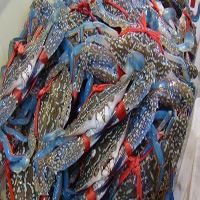 六盘水海鲜活体空运